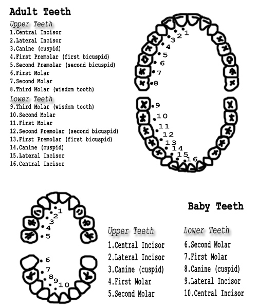 About Teeth